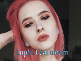 Lupin_Cearuleum