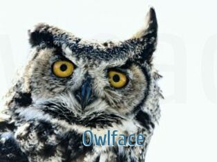 Owlface