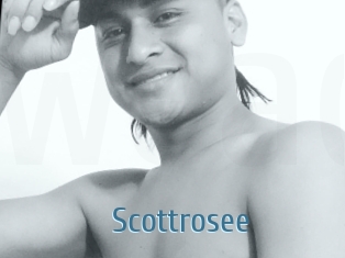 Scottrosee